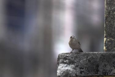 Original Abstract Animal Photography by Saikat Paul
