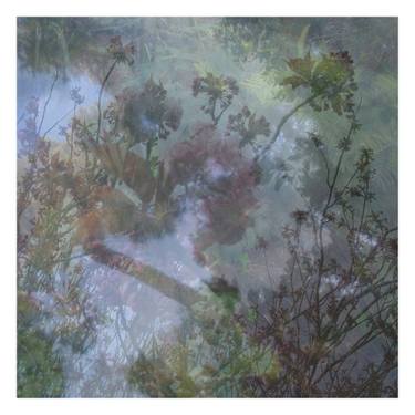 Print of Fine Art Tree Photography by Nicolas Le Beuan Benic