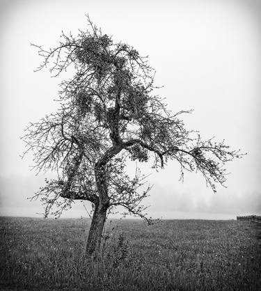 Print of Photorealism Tree Photography by Leopold Brix