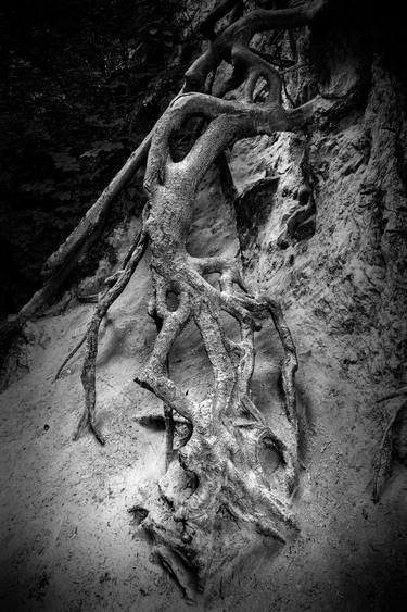 Original Photorealism Tree Photography by Leopold Brix