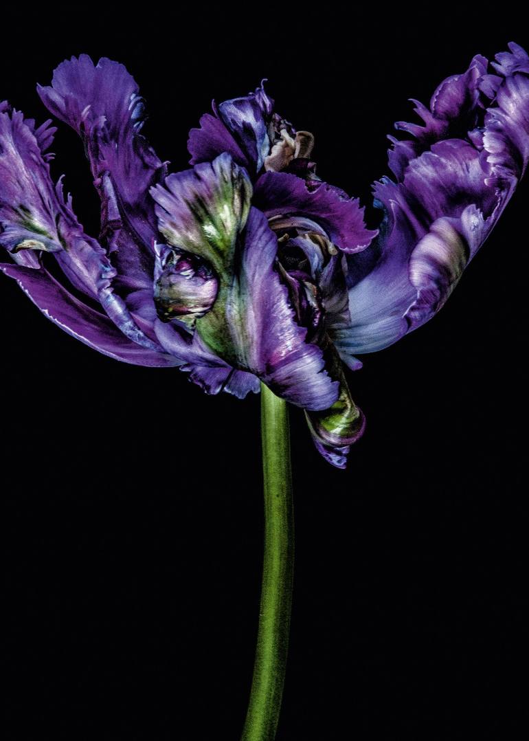 Original Fine Art Floral Photography by Dale Grant