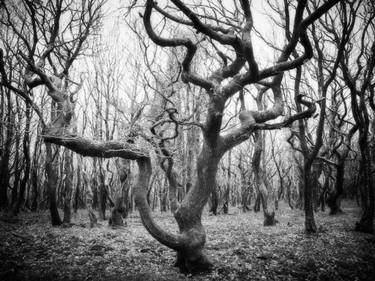 Original Abstract Tree Photography by Jon Wyatt