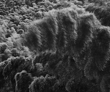 Original Abstract Tree Photography by Jon Wyatt
