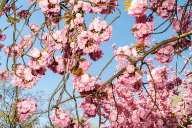 Original Contemporary Botanic Photography by Angela Cappetta