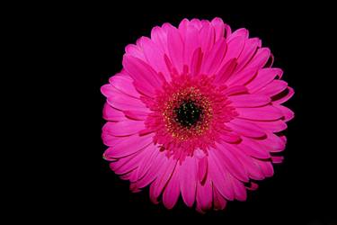 Original Figurative Still Life Photography by Cristina Stendardo