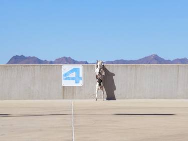 Original Documentary Dogs Photography by Hannah Pierce-Carlson