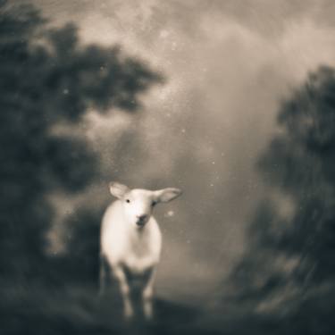 Original Fine Art Animal Photography by Tami Bone