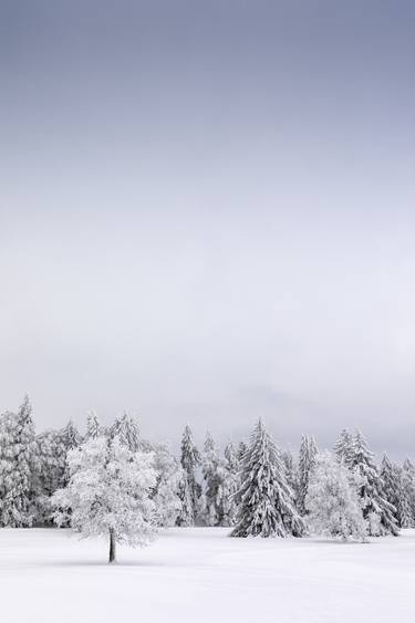 Original Fine Art Tree Photography by Dominique Dubied