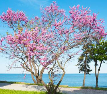 Original Fine Art Tree Photography by Irina Afonskaya
