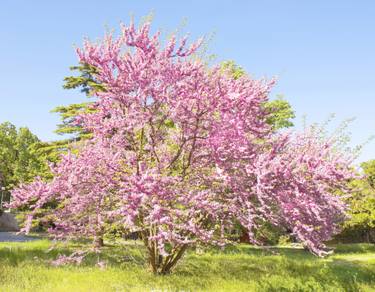 Original Fine Art Tree Photography by Irina Afonskaya