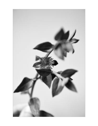 Original Fine Art Nature Photography by Andre Courville