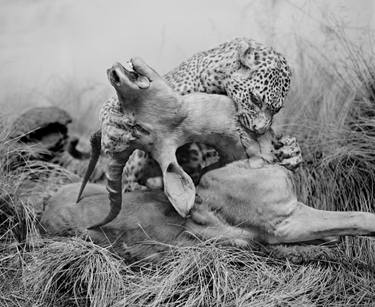 Original Fine Art Animal Photography by Pierre Debroux