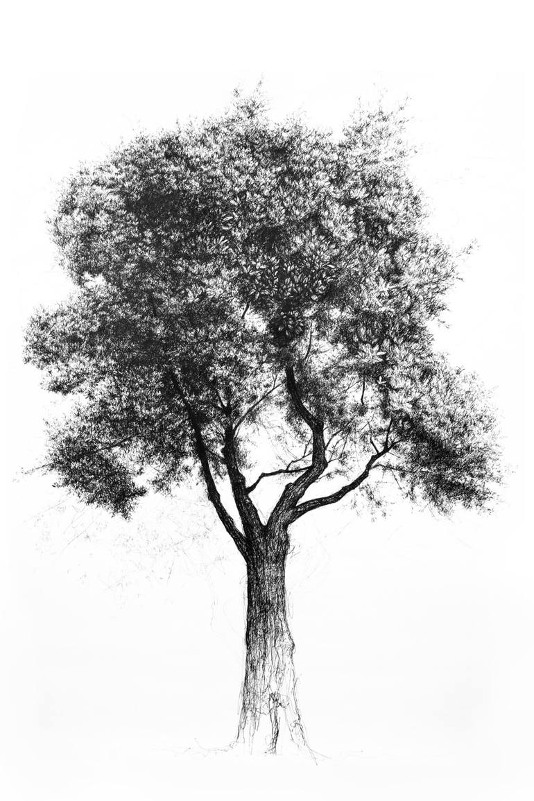 Pencil Sketch Pen And Ink Drawings Of Trees Tree Drawing By Liu