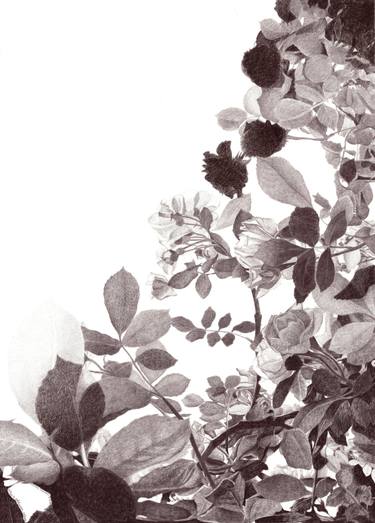 Original Conceptual Garden Drawings by Nives Palmic