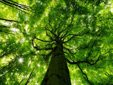 Original Abstract Tree Photography by Matthias Heymel