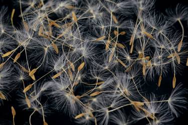 Original Abstract Still Life Photography by Ernesto Navarro