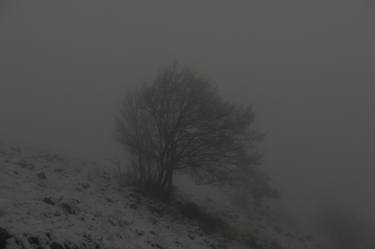 Print of Abstract Tree Photography by Paolo Ippolito