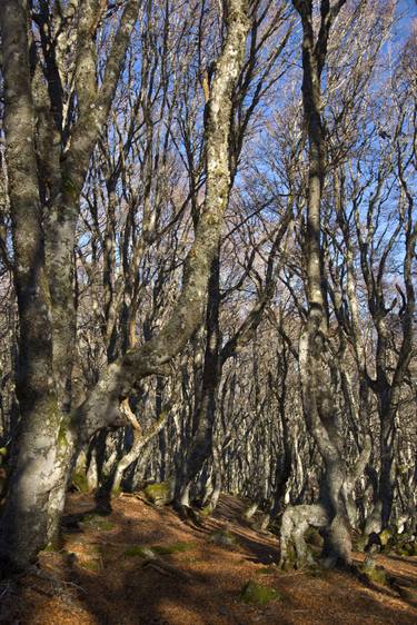Original Figurative Tree Photography by Philippe Coubret