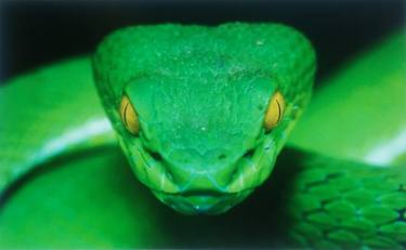 Original Photorealism Animal Photography by Albert Allen Iii