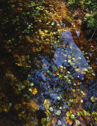 Print of Fine Art Garden Photography by Thao Vu Xuan