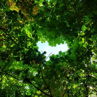 Print of Documentary Tree Photography by Terhi Tree