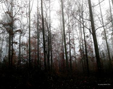Original Fine Art Tree Photography by Cynthia Willett