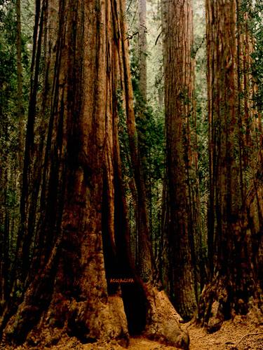 Original Fine Art Tree Photography by Acqua Luna