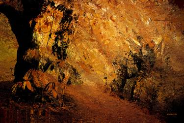 Original Fine Art Tree Photography by Acqua Luna