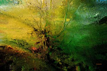 Original Fine Art Tree Photography by Acqua Luna