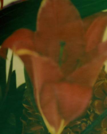 Original Conceptual Floral Photography by Jörgen Axelvall