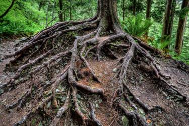 Original Documentary Tree Photography by Timothy Mcguire