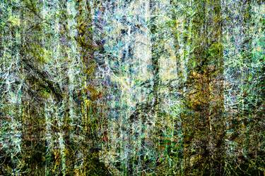 Original Modern Tree Photography by Timothy Mcguire