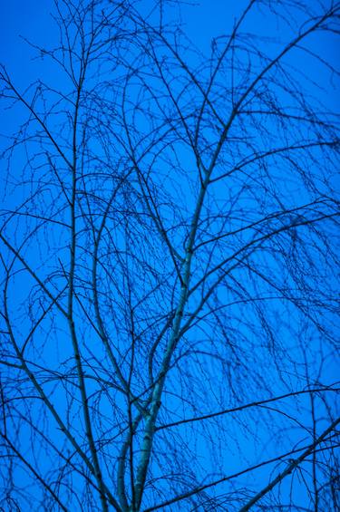 Original Documentary Tree Photography by Timothy Mcguire