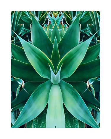 Original Contemporary Botanic Photography by Sandra Roberts