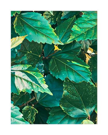 Original Contemporary Botanic Photography by Sandra Roberts