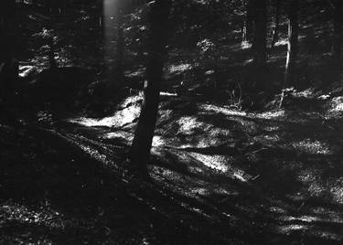 Print of Abstract Tree Photography by Mariya Hoyin
