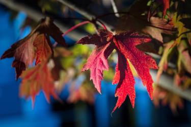 Original Fine Art Tree Photography by M K Miller Iii
