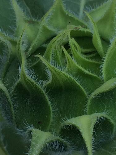 Original Photorealism Botanic Printmaking by Thomas Settel
