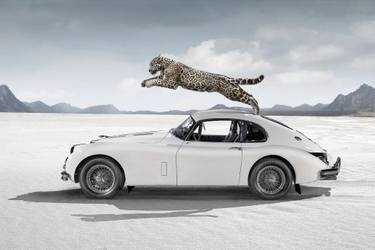 Original Contemporary Animal Photography by Cheraine Collette