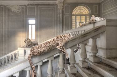 Original Fine Art Animal Photography by Cheraine Collette