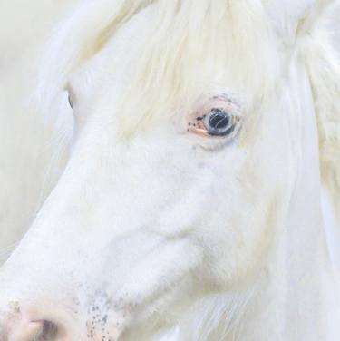Original Fine Art Animal Photography by Phillipa Bloom