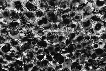 Original Abstract Aerial Photography by Kulykovych Yuriy
