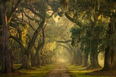Original Fine Art Tree Photography by William Guion
