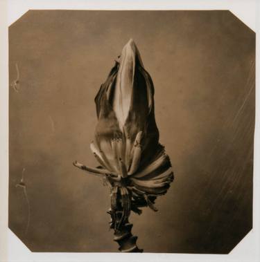 Original Black & White Botanic Photography by Paul Gadd
