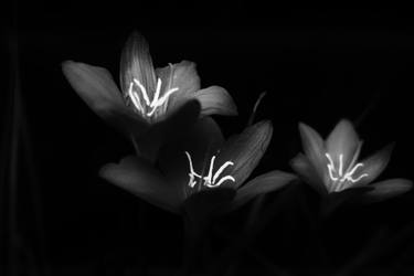 Original Black & White Floral Photography by Dev Banerjee