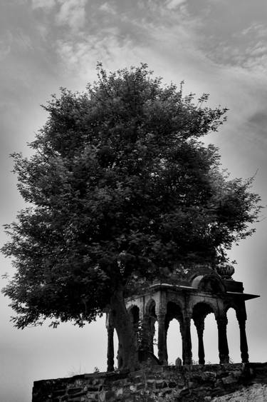 Original Fine Art Tree Photography by Dev Banerjee