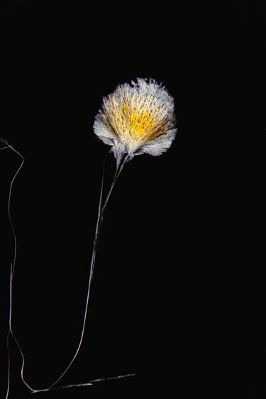Original Conceptual Science Photography by Antonio Romero