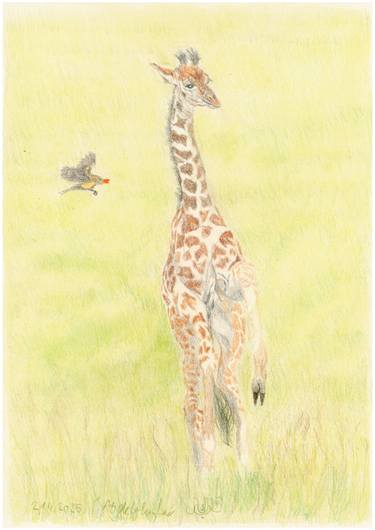 Original Realism Animal Drawing by Claudia Luethi Alias Abdelghafar
