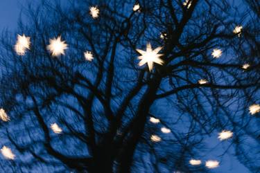 Print of Art Deco Tree Photography by Mircea Restea