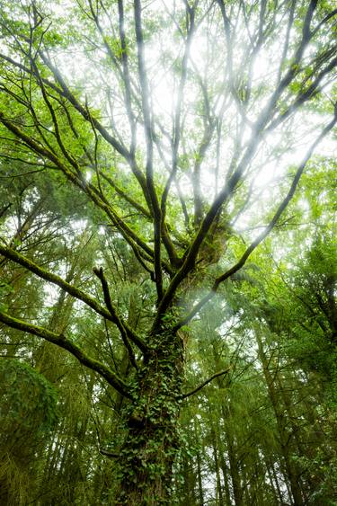 Original Photorealism Nature Photography by Maxime Tschanturia
